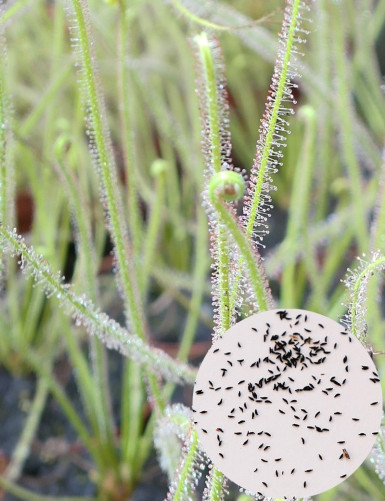 Drosera filiformis 'Florida Giant' Seeds Carnivorous Plant