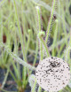 Drosera filiformis 'Florida Giant' Seeds Carnivorous Plant