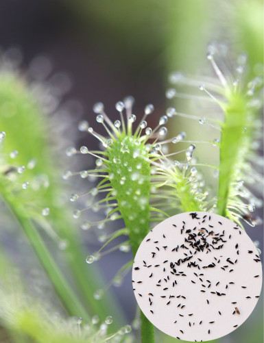 Graines de Drosera intermedia all green Plante carnivore