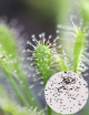 Graines de Drosera intermedia all green Plante carnivore