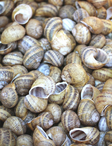 Matériel terrarium Coquilles d'escargots fixée