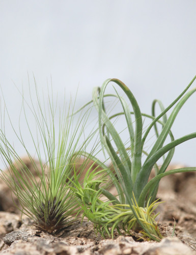 Pack 3 Tillandsia fille de l'air