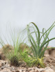 Pack 3 Tillandsia fille de l'air