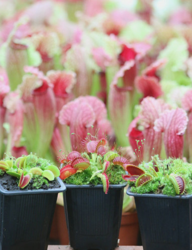 Pack 3 Dionaea plantes carnivores attrape mouche
