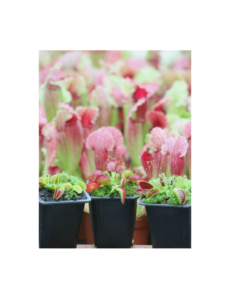 Pack 3 Dionaea plantes carnivores attrape mouche