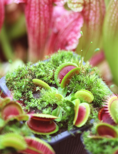 Pack 3 Dionaea
