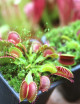 Paquete de 3 Dionaea
