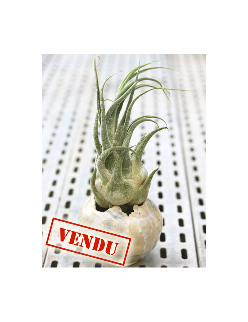 Tillandsia seleriana - présenté