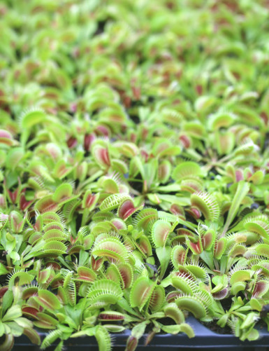 Dionaea muscipula | Plaque mini-mottes X 104 Carnivorous plant