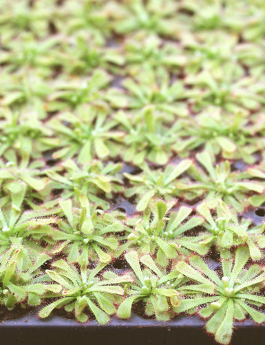 Drosera aliciae | Placa...