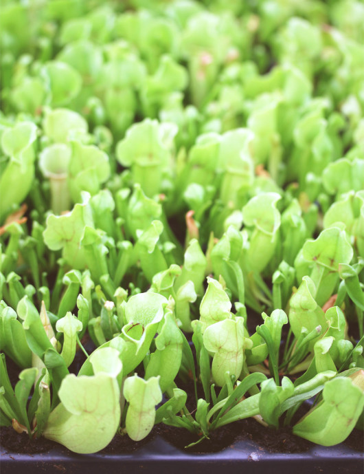 Sarracenia purpurea venosa | Placa mini terrón X 104