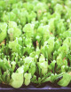 Sarracenia purpurea venosa | Placa mini terrón X 104