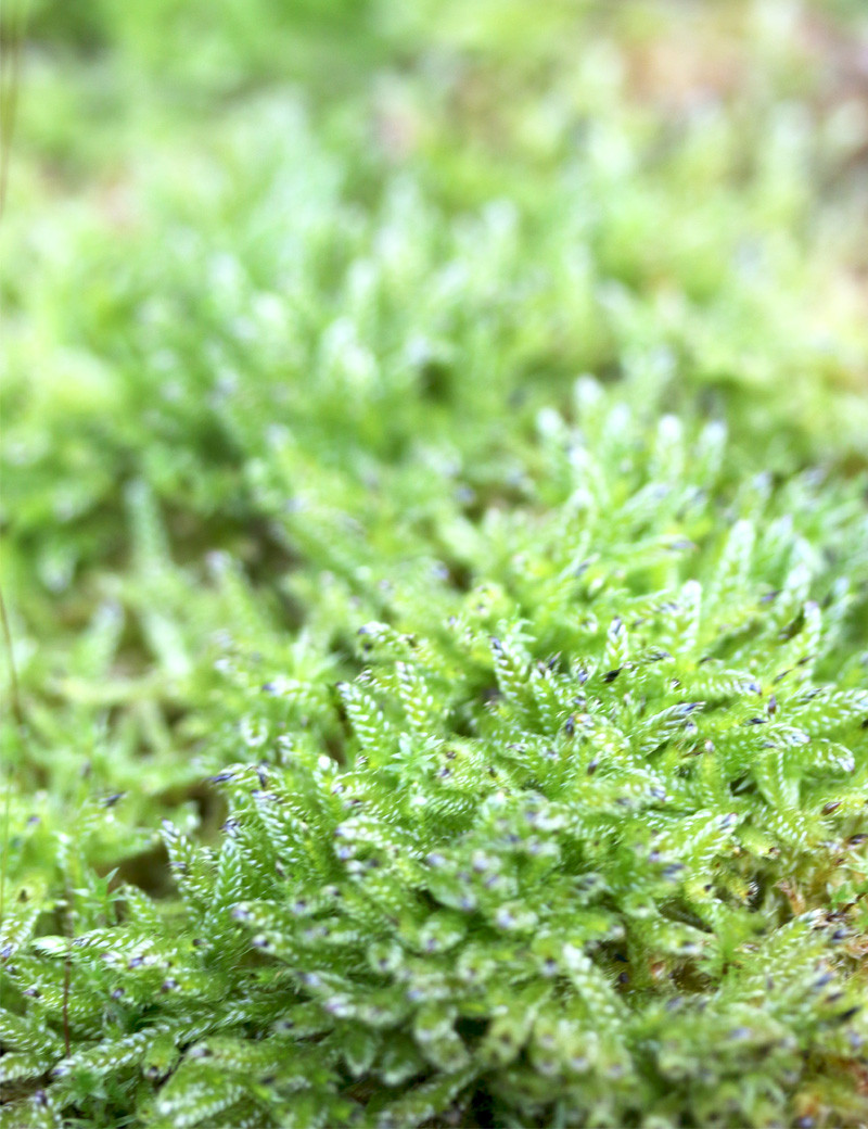 Mousse  lycopodium - Mini motte