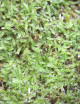 Mousse  lycopodium - Mini motte