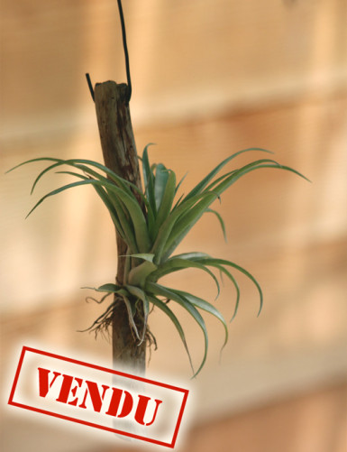Tillandsia capitata duda raciné fille de l'air