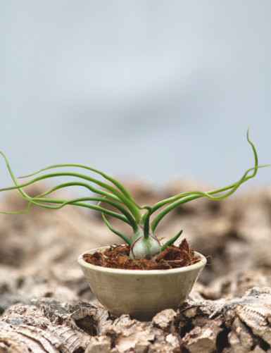 Bulbosa presentó el número 4