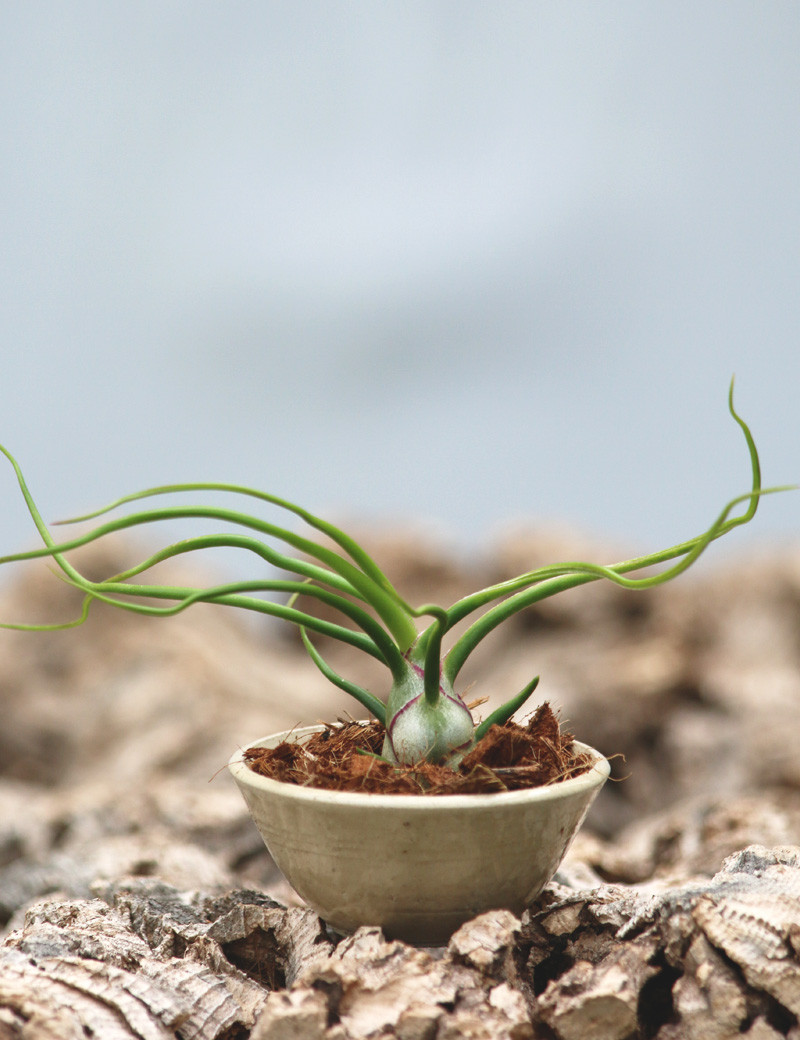 Bulbosa présenté N°4