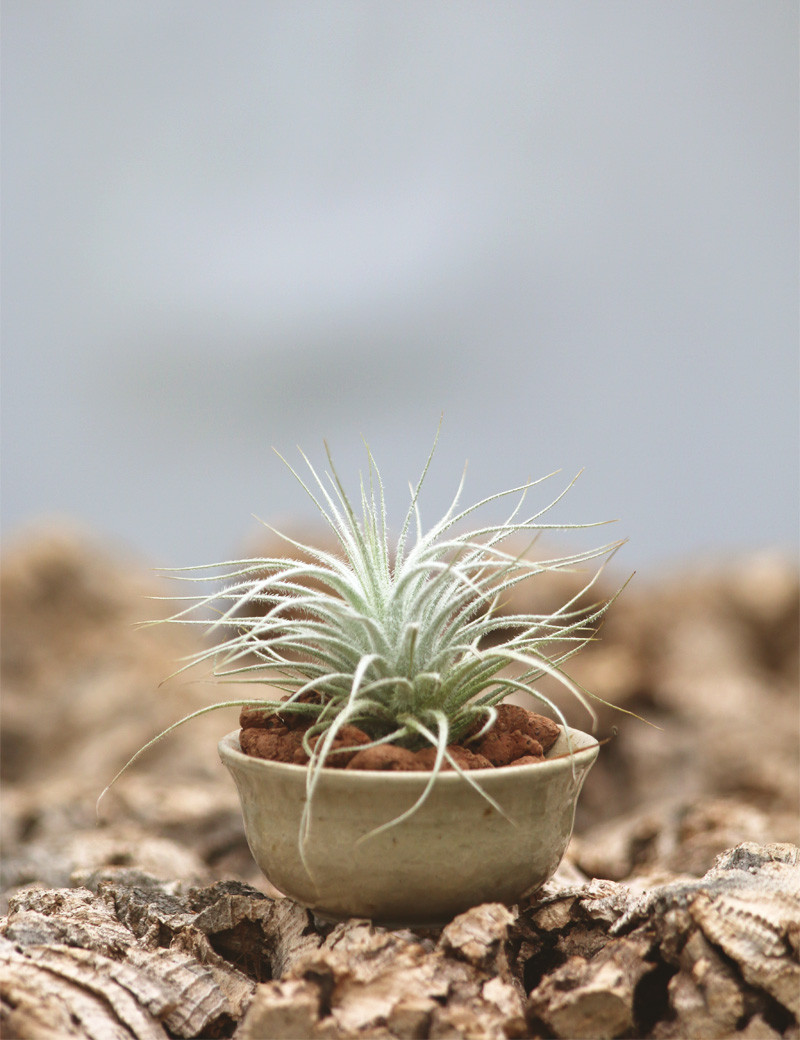 Tectorum présenté N°3