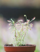 Drosera madagascariensis plante carnivore