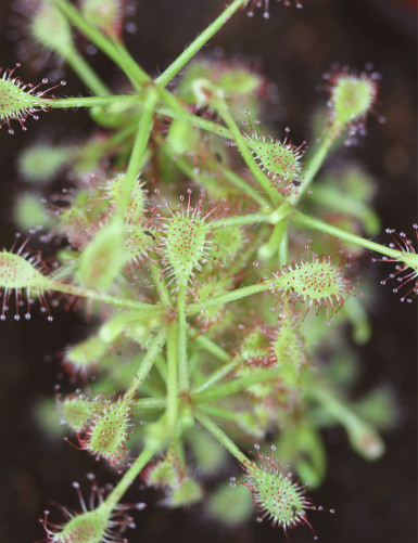 Drosera madagascariensis plante carnivore
