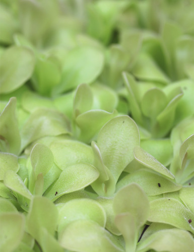 Plante carnivore Pinguicula weser
