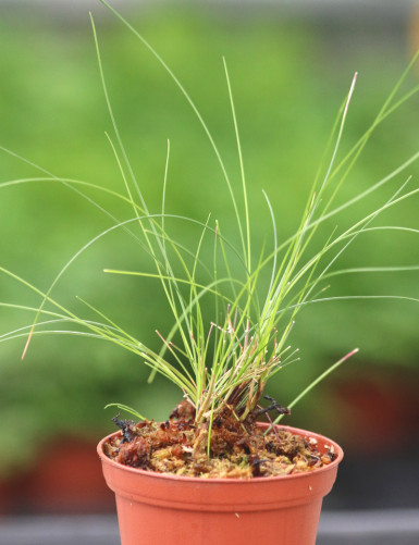 Plantes terrariums Juncus mini