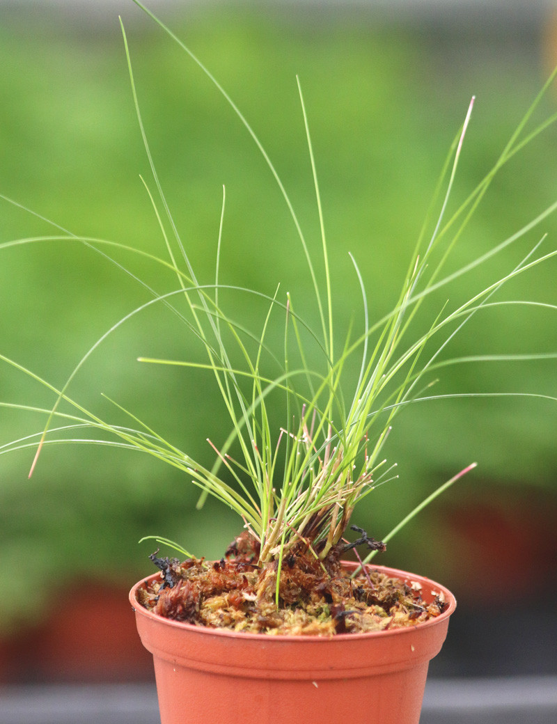 Plantes terrariums Juncus mini