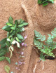 Pack plaque coco & plantes - 50X50X1cm