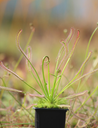 Drosera capensis géant plante carnivore