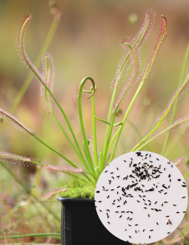 Graines de Drosera capensis géant Plante carnivore