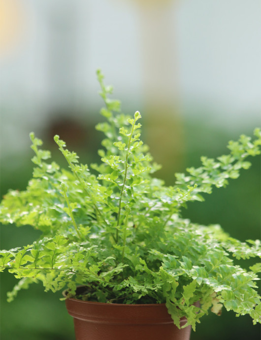 Plantes terrariums Nephrolepis exaltata green fantasy