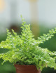 Plantes terrariums Nephrolepis exaltata green fantasy