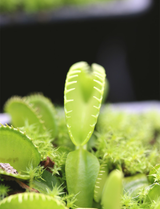 Dionaea Harmony Carnivorous plant - Venus flytrap