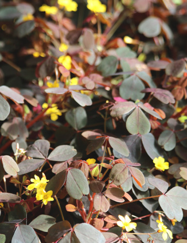 Oxalis articulata Burgundy...