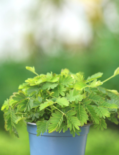 Terrarium plants Mimosa pudica