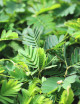 Plantes terrariums Mimosa pudica