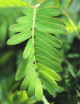 Plantes terrariums Mimosa pudica