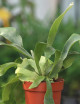 Plantes terrariums Platycerium bifurcatum