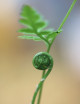 Plantes terrariums Dryopteris carthusiana