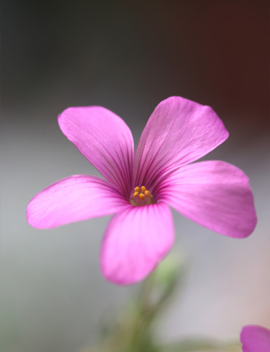 Oxalis triangularis verde - Flores rosas -