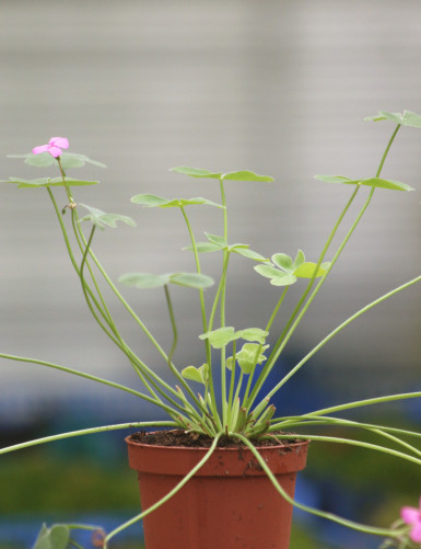 Oxalis triangularis vert -...