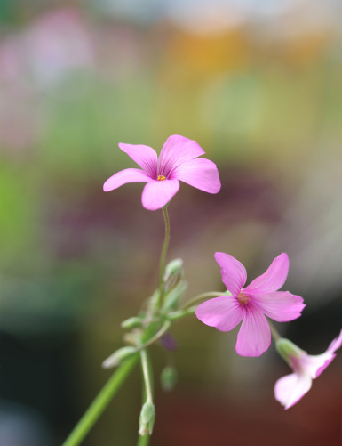 Oxalis triangularis vert - Fleurs roses -