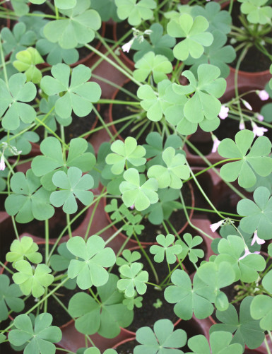 Oxalis triangularis vert - Fleurs roses -