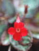 Plantes terrariums Episcia reptans