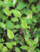 Tradescantia fluminensis  | À repiquer