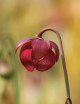 Plante carnivore Sarracenia hybride EVA
