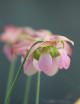 Plante carnivore Sarracenia x mitchelliana x (purpurea x oreophila)