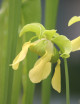 Plante carnivore Sarracenia alata red throat x oreophila