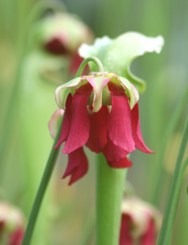 Plante carnivore Sarracenia excellens x (minor x leucophylla)
