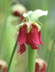 Plante carnivore Sarracenia excellens x (minor x leucophylla)